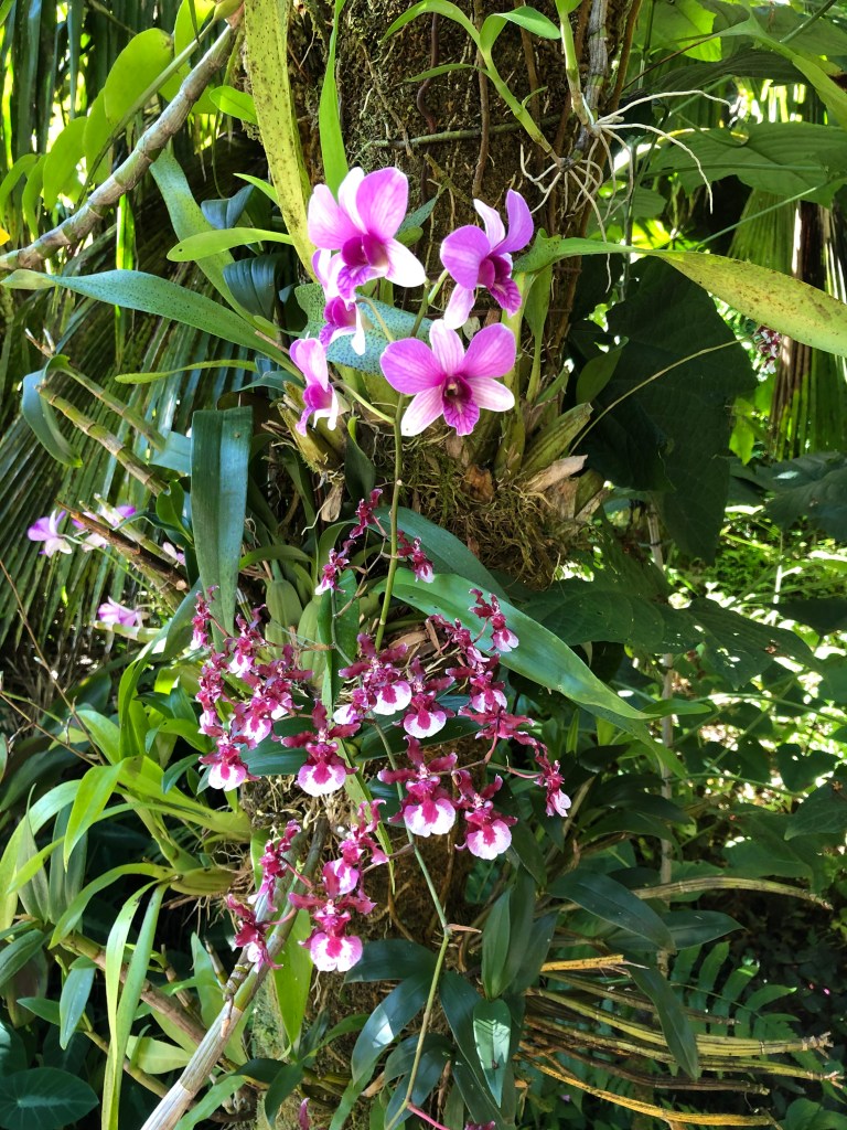 Diese Orchidee riecht nach Schokolade