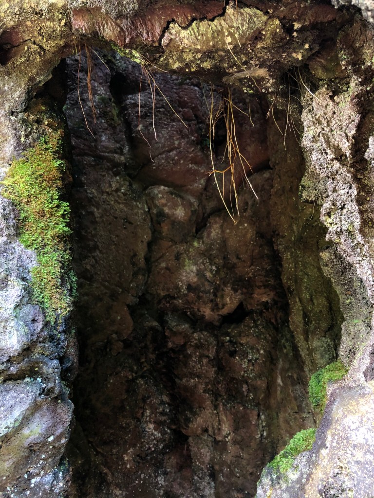 "Gießform" eines Baumstamms